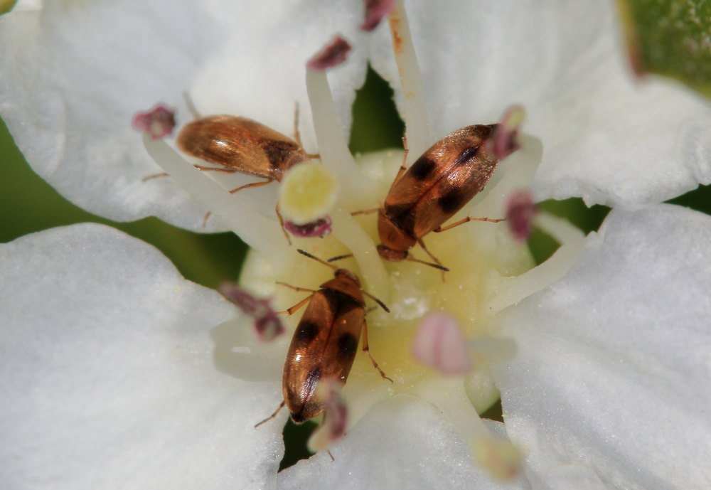 Dasytidae: Danacea sp. e Scraptiidae da identificare