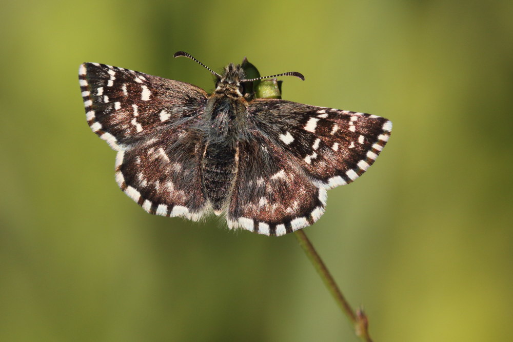 Pyrgus malvoides, Hesperiidae