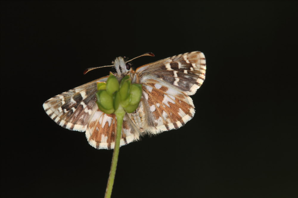 Pyrgus malvoides, Hesperiidae