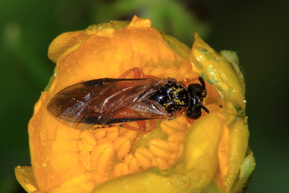 Tenthredinidae: Athalia sp.