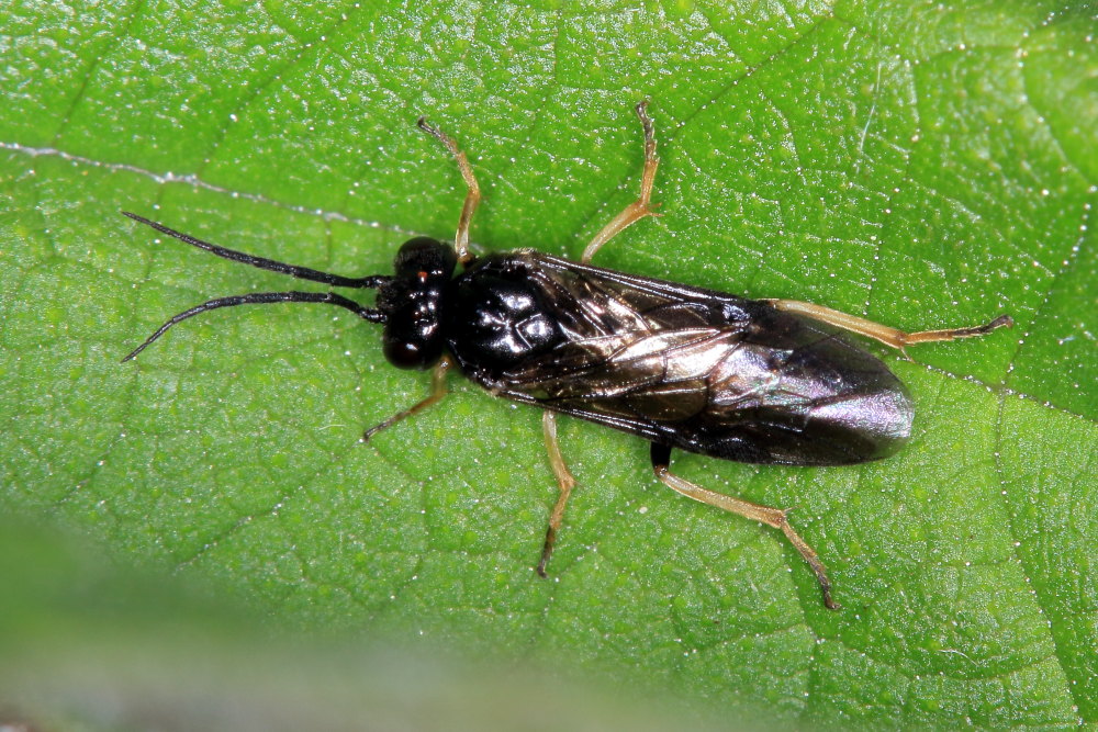 Tenthredinidae  da identificare 2