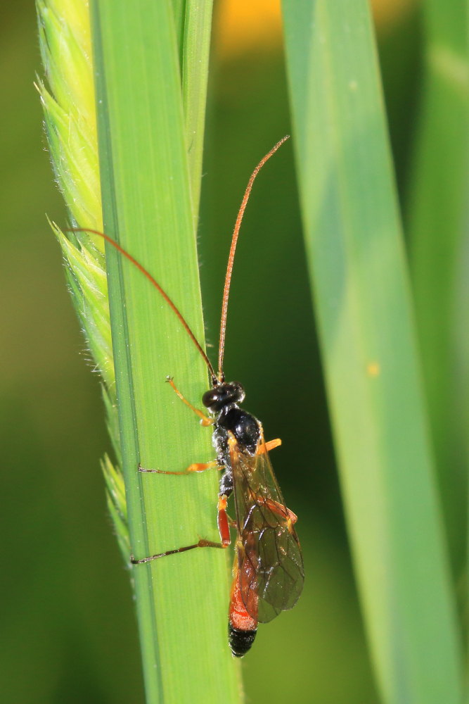 Ichneumonidae da identificare 2