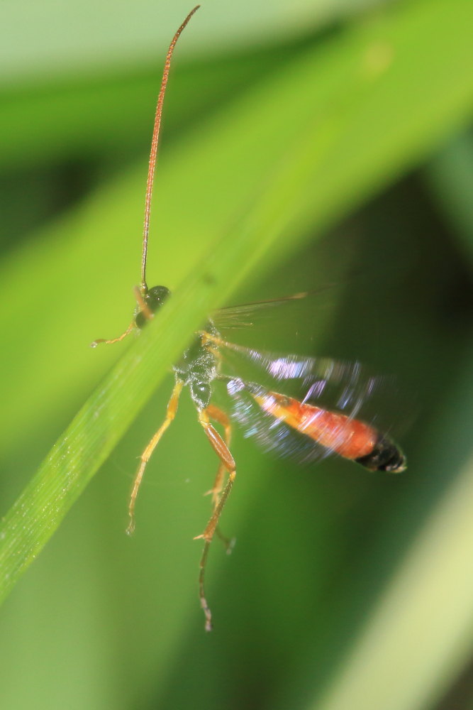 Ichneumonidae da identificare 2