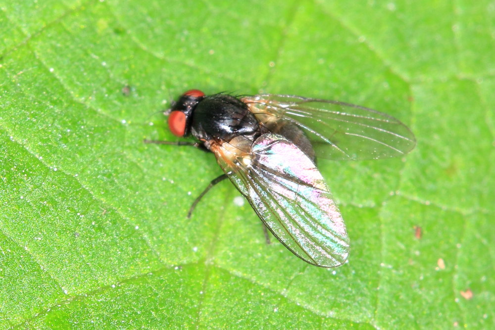 Agromyza sp. (Agromyzidae)