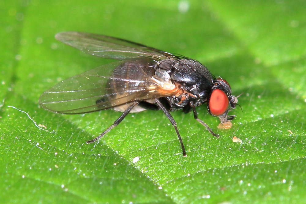 Agromyza sp. (Agromyzidae)