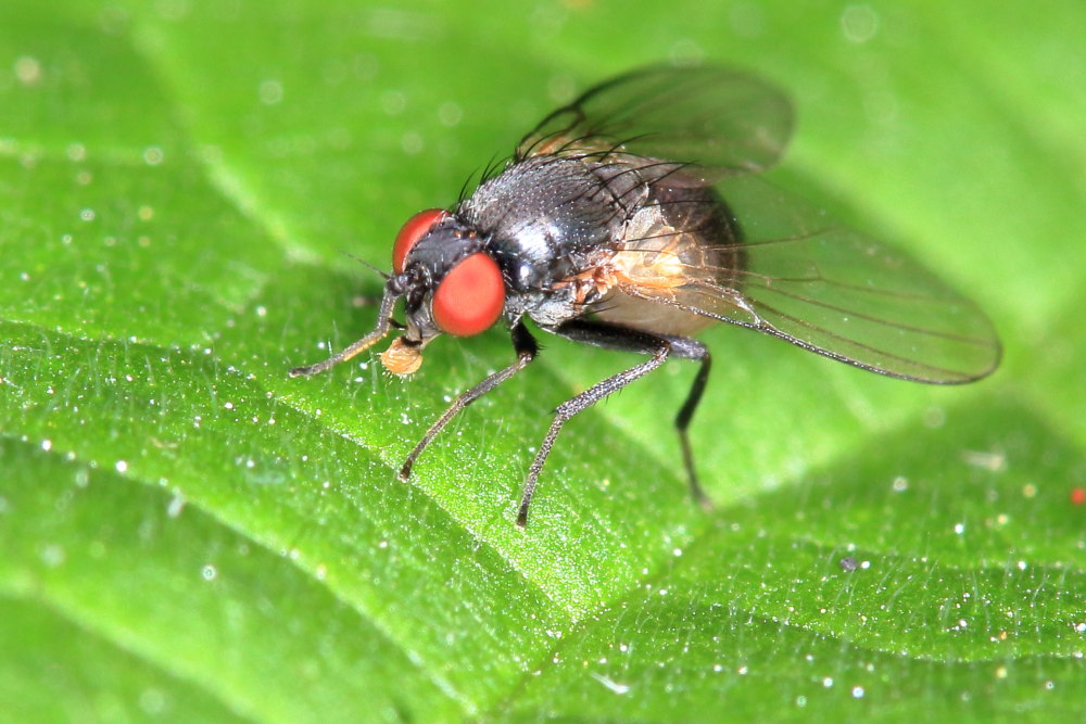 Agromyza sp. (Agromyzidae)