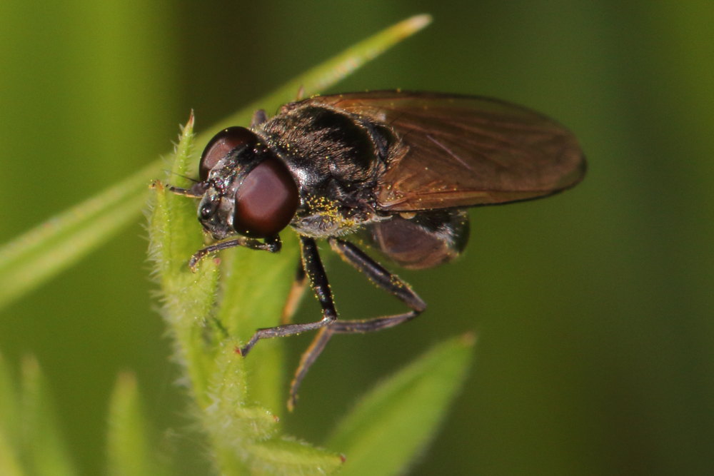 Cheilosia sp. (Syrphidae)