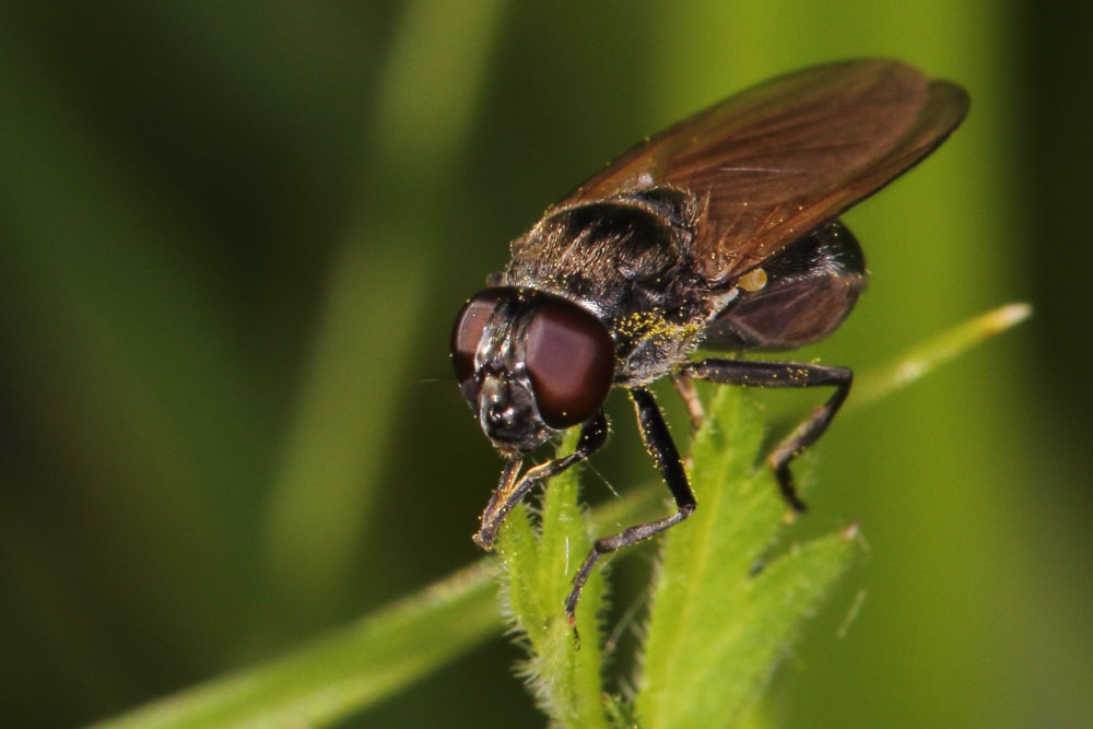 Cheilosia sp. (Syrphidae)