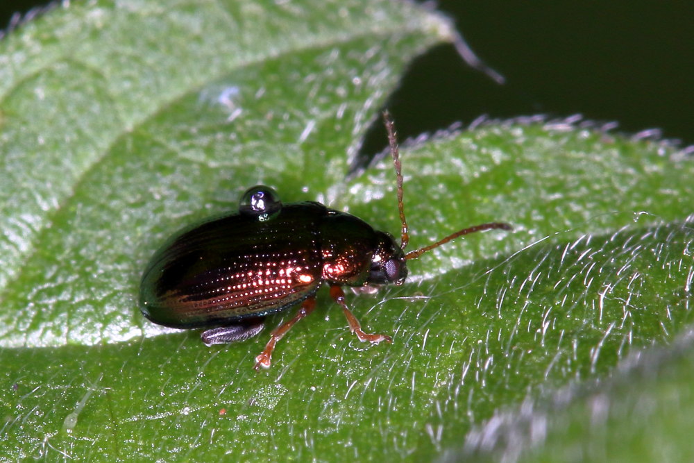 Chrysomelidae: Neocrepidodera sp.
