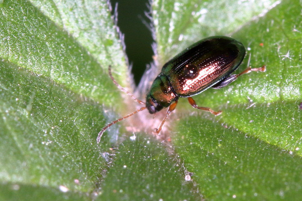 Chrysomelidae: Neocrepidodera sp.