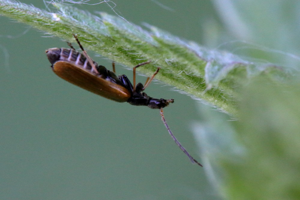 Cantharidae: Rhagonycha fuscitibia