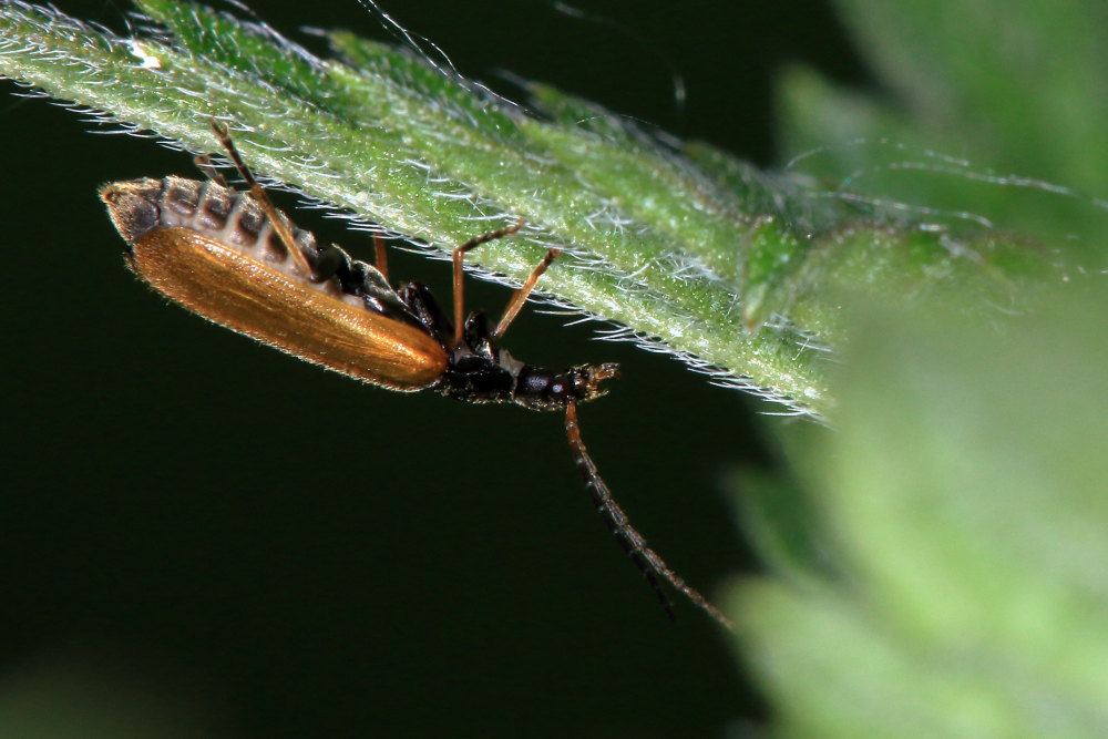 Cantharidae: Rhagonycha fuscitibia