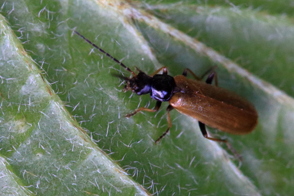 Cantharidae: Rhagonycha fuscitibia