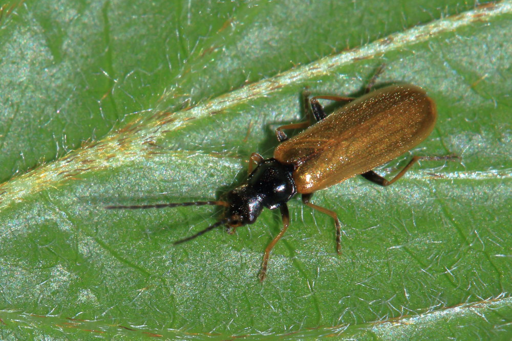 Cantharidae: Rhagonycha fuscitibia