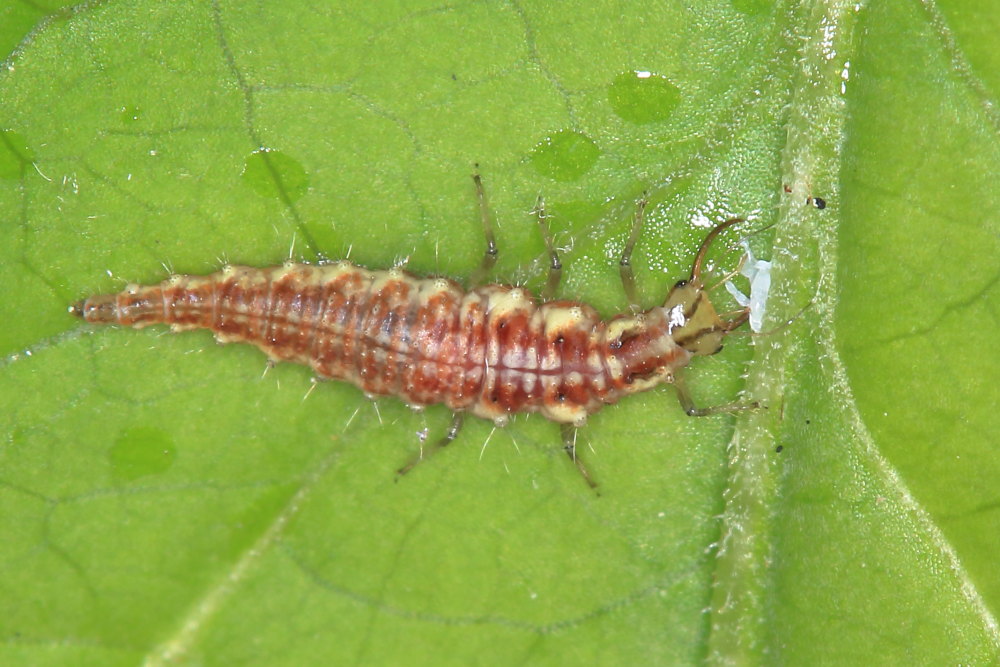 Larva di neurottero?  S, di Chrysoperla sp. (Chrisopidae)