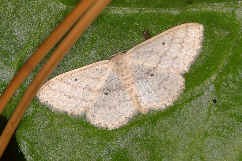 Geometridae da identificare - Scopula (Calothysanis) minorata