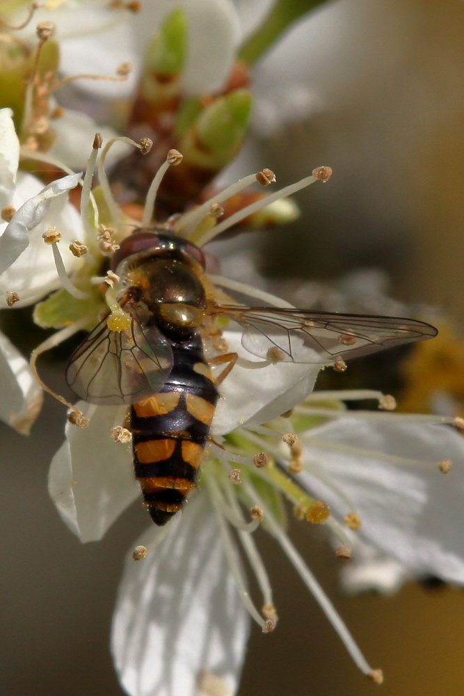 Syrphidae: Epistrophella euchroma