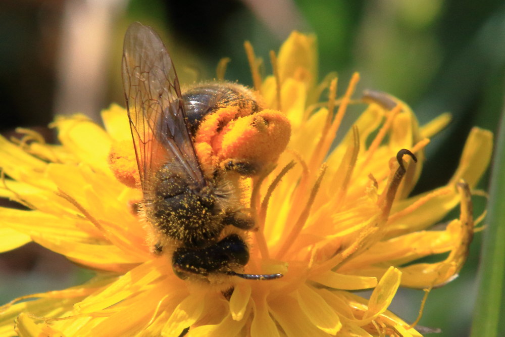 Apidae Andreninae:  cfr. Andrena sp.
