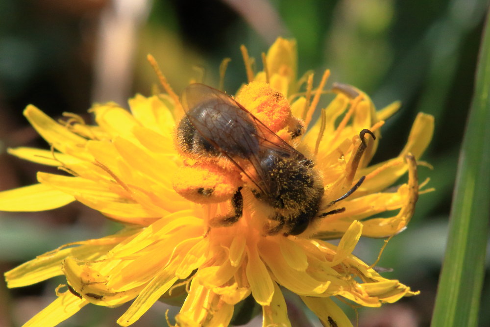 Apidae Andreninae:  cfr. Andrena sp.