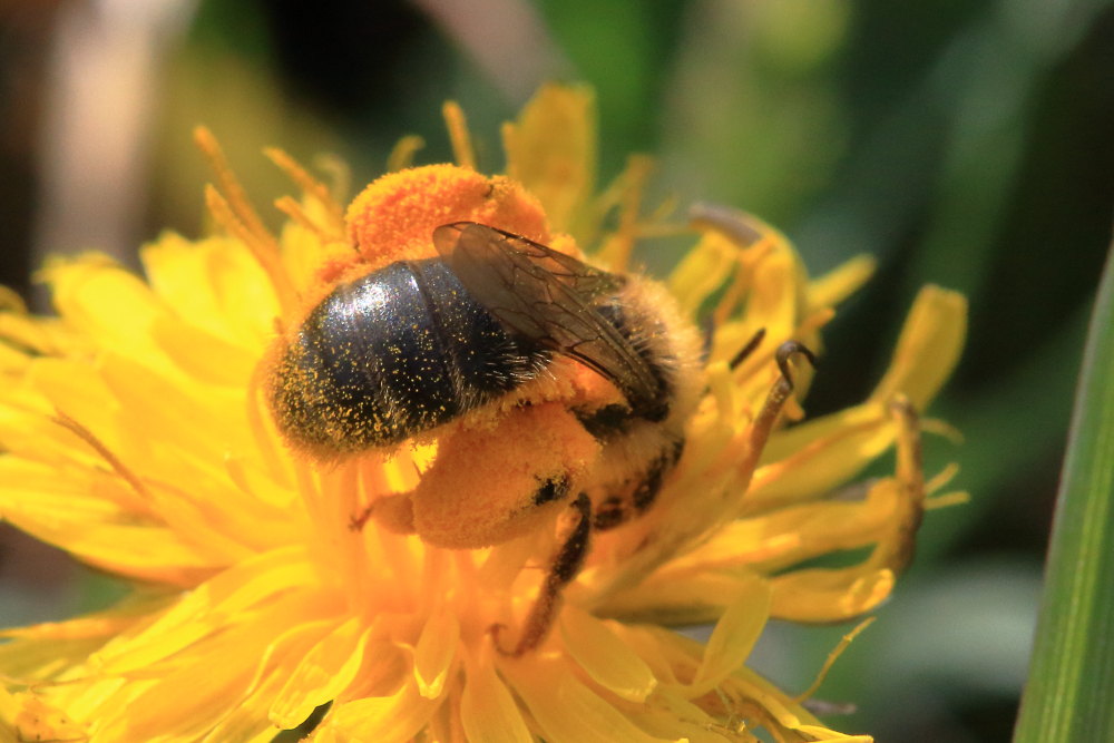 Apidae Andreninae:  cfr. Andrena sp.