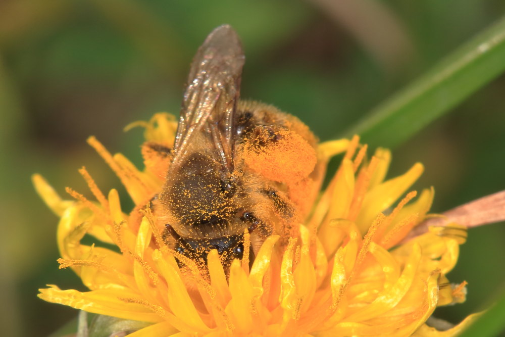 Apidae Andreninae:  cfr. Andrena sp.