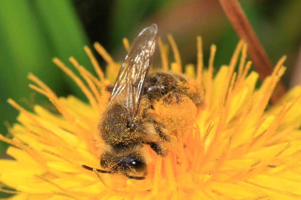 Apidae Andreninae:  cfr. Andrena sp.