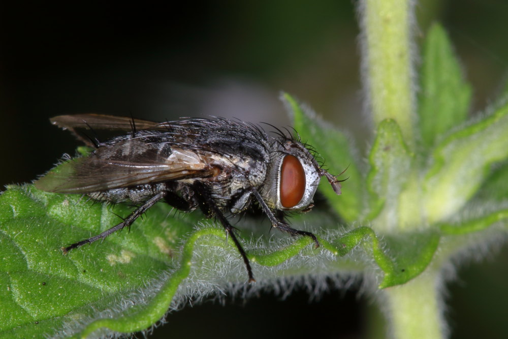 Sarcophagidae?