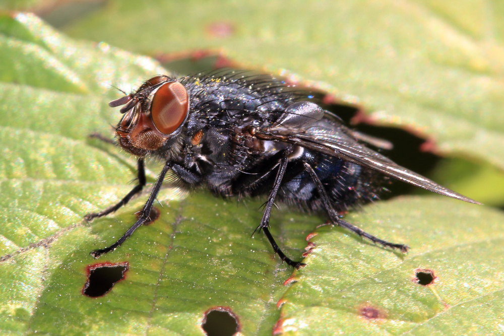 Calliphora vomitoria? No C. vicina, maschio
