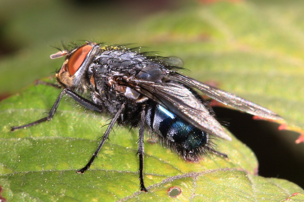 Calliphora vomitoria? No C. vicina, maschio