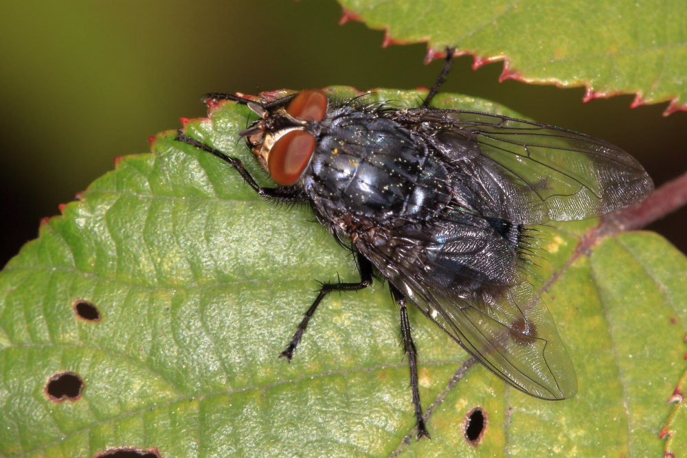 Calliphora vomitoria? No C. vicina, maschio