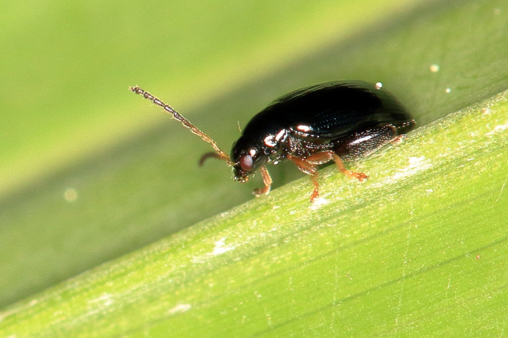 Longitarsus sp. (cfr.), Chrysomelidae