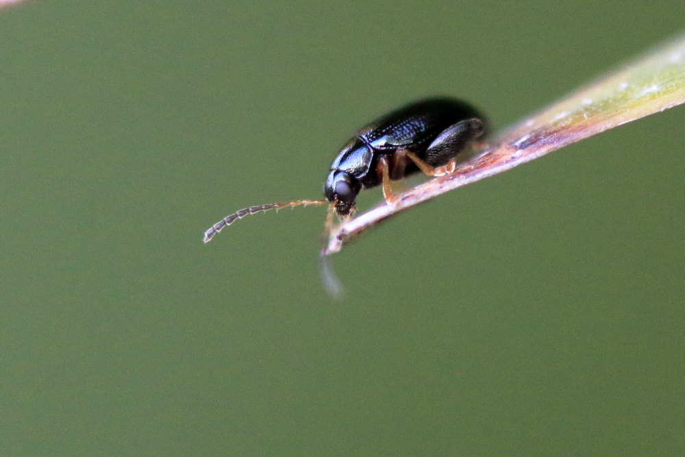 Longitarsus sp. (cfr.), Chrysomelidae