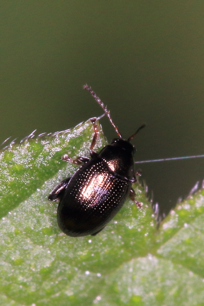 Chrysomelidae: Longitarsus sp.