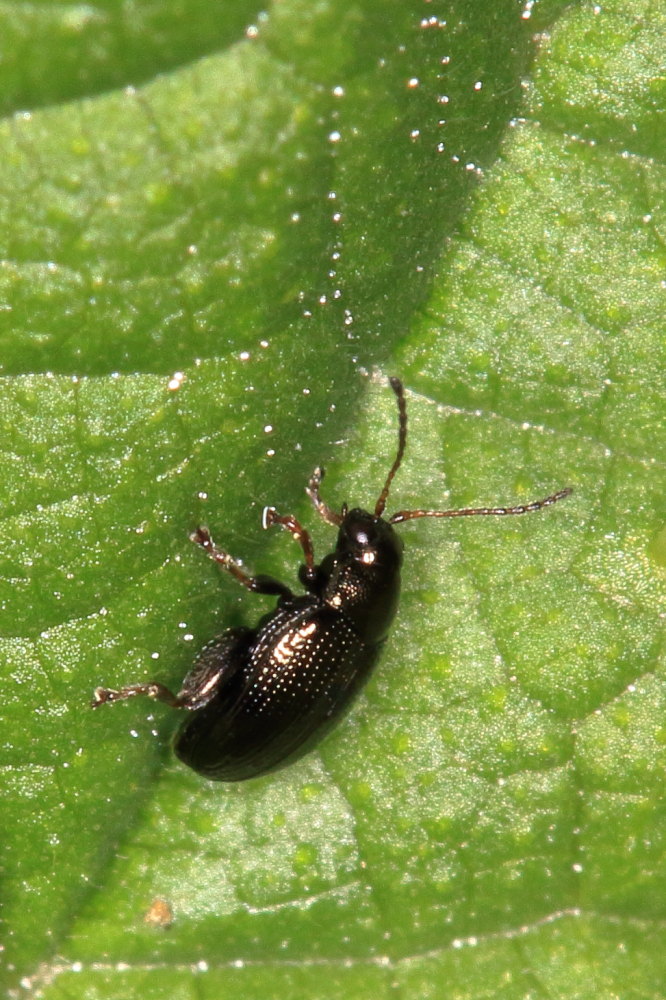 Chrysomelidae: Longitarsus sp.