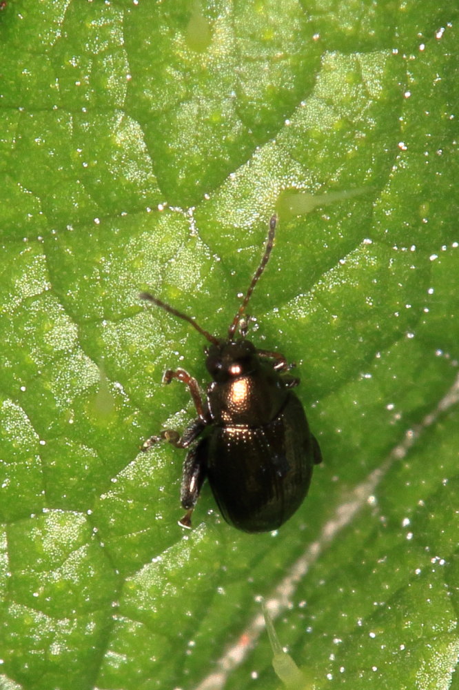 Chrysomelidae: Longitarsus sp.
