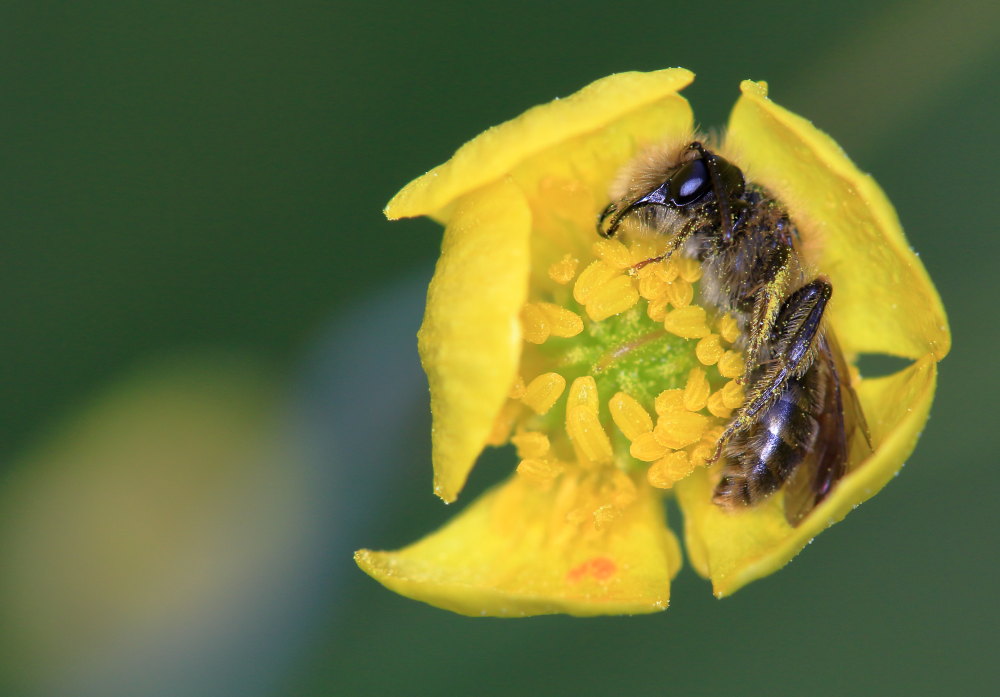 Apidae Andreninae (Andrena sp. opp. Panurgus sp.)