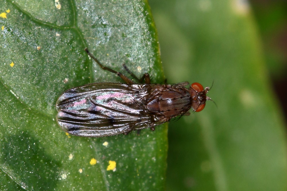 Heleomyzidae: cfr. Suillia variegata