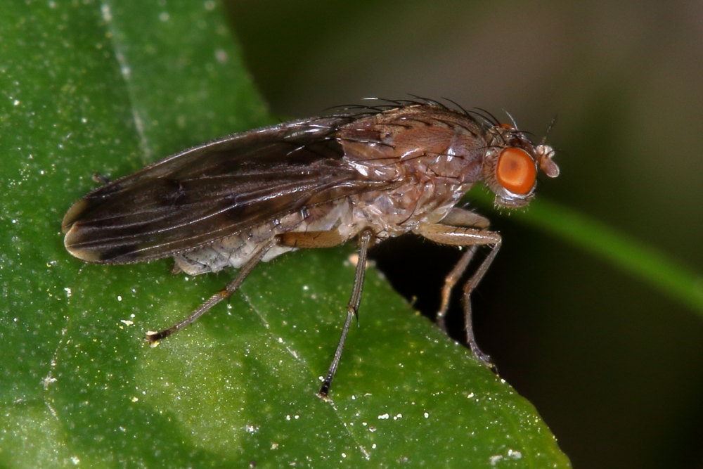 Heleomyzidae: cfr. Suillia variegata