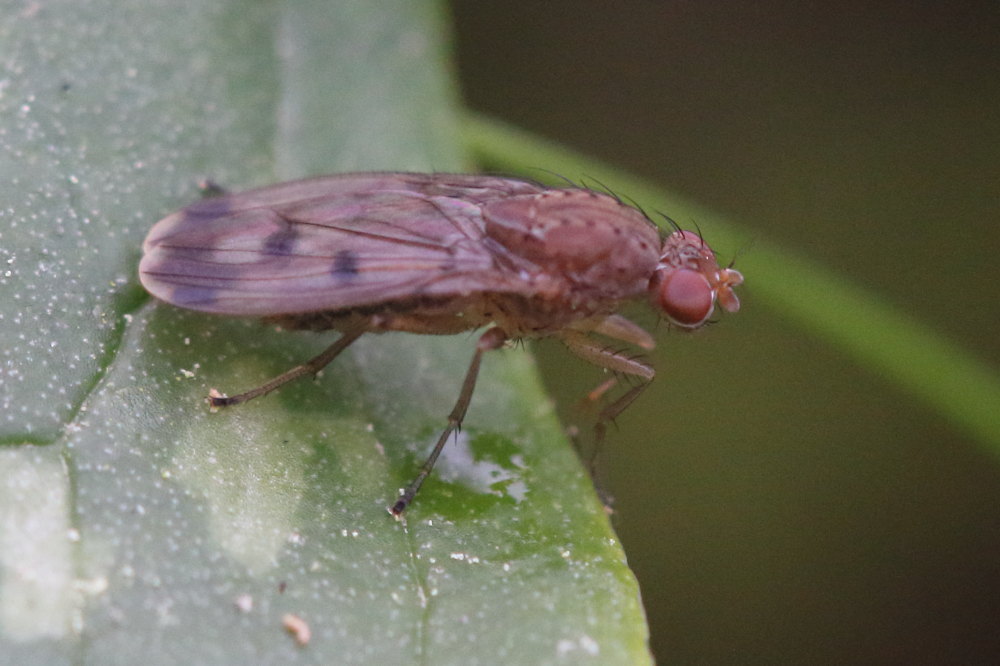 Heleomyzidae: cfr. Suillia variegata