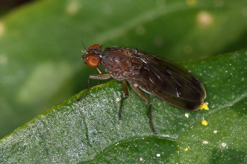 Heleomyzidae: cfr. Suillia variegata