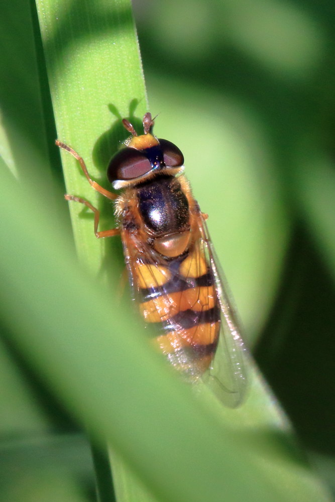 Syrphidae: Eupeodes latifasciatus, femmina