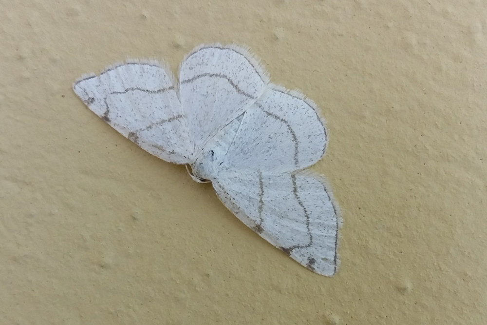 Da identificare 1 - Stegania trimaculata, Geometridae