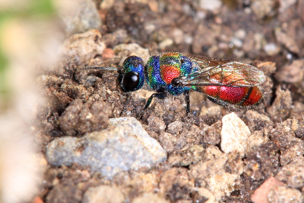 Chrysididae da identificare: Chrysis grohmanni krkiana