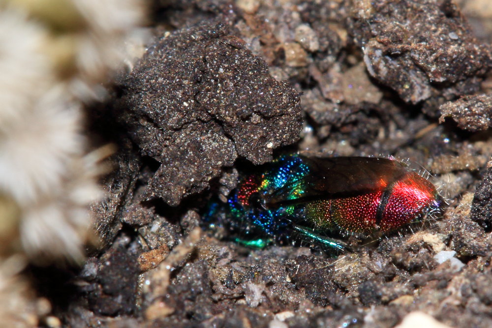 Chrysididae da identificare: Chrysis grohmanni krkiana