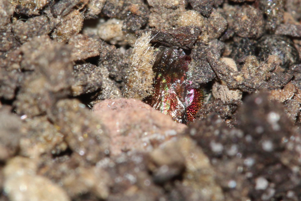 Chrysididae da identificare: Chrysis grohmanni krkiana