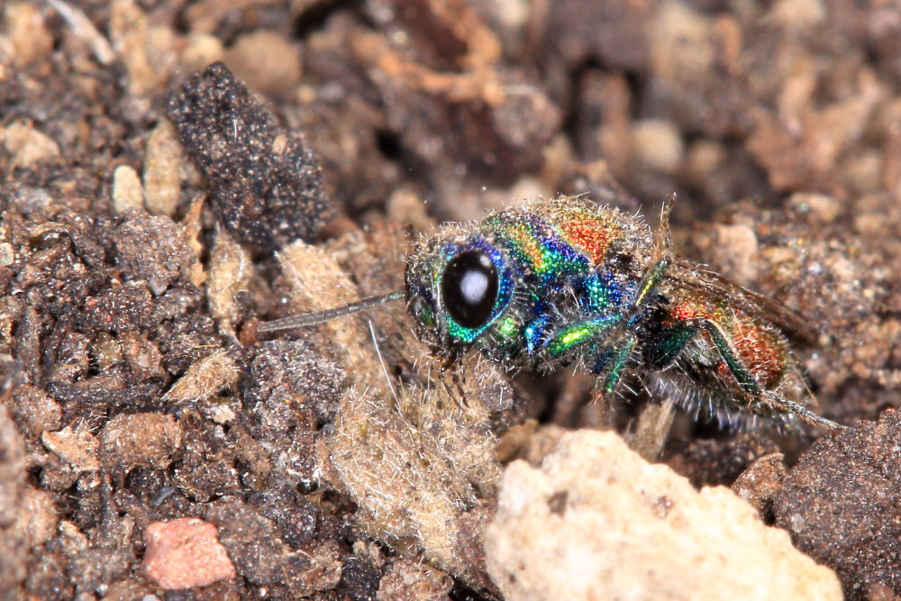 Chrysididae da identificare: Chrysis grohmanni krkiana