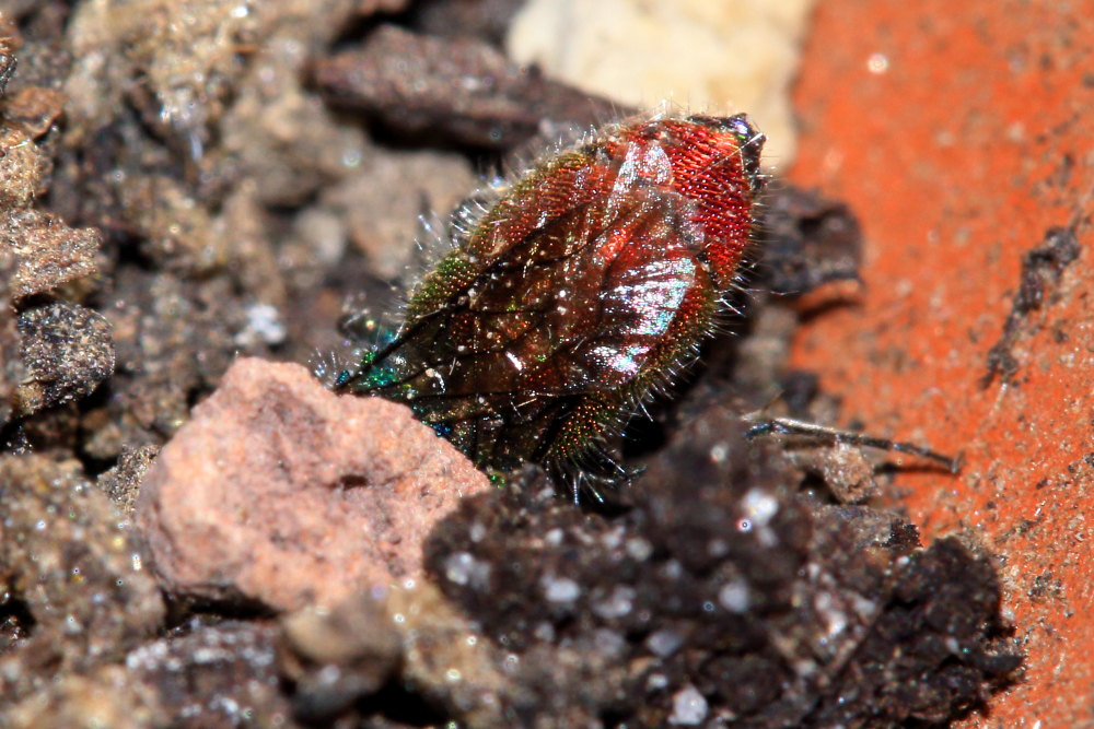 Chrysididae da identificare: Chrysis grohmanni krkiana