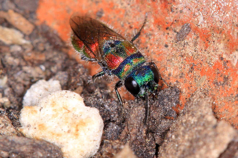 Chrysididae da identificare: Chrysis grohmanni krkiana