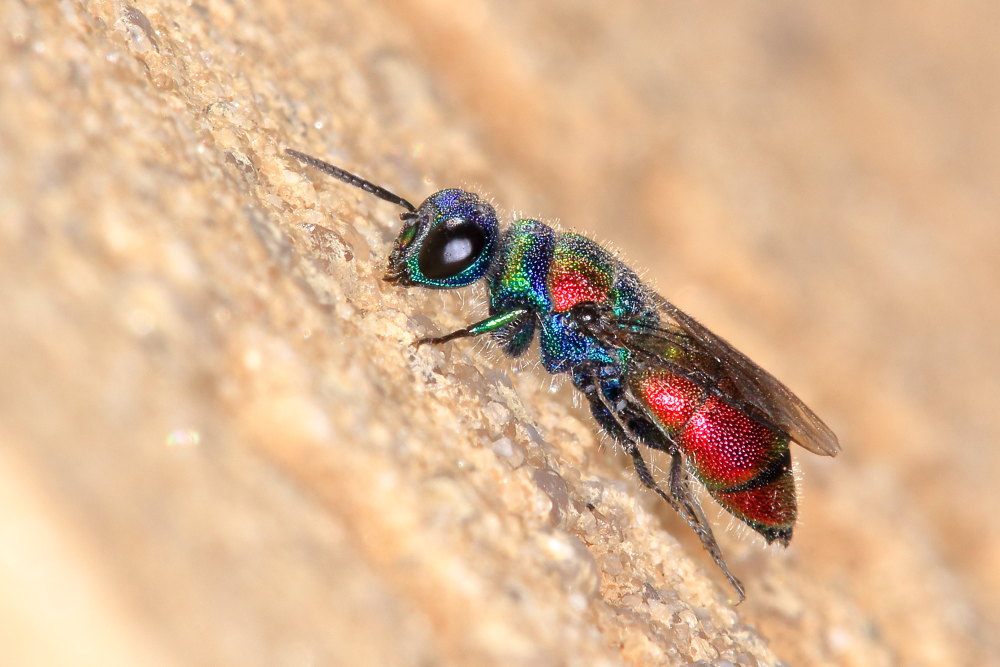 Chrysididae da identificare: Chrysis grohmanni krkiana