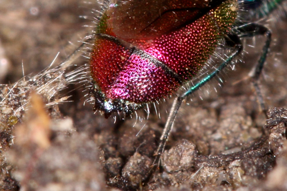 Chrysididae da identificare: Chrysis grohmanni krkiana